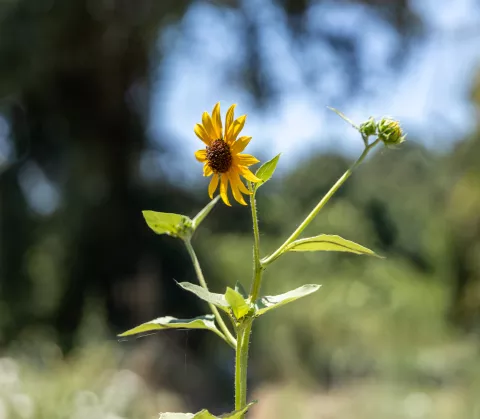 Sunflower Picture